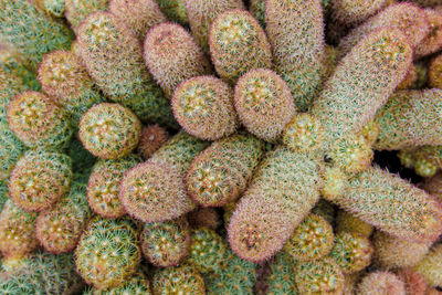 Selective focus close-up top-view shot on golden barrel cactus echinocactus grusonii cluster.