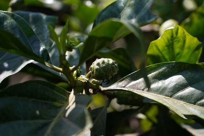 Close-up of green leaves