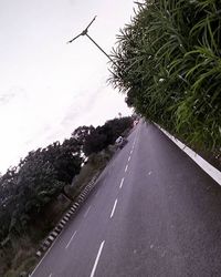 Road along trees