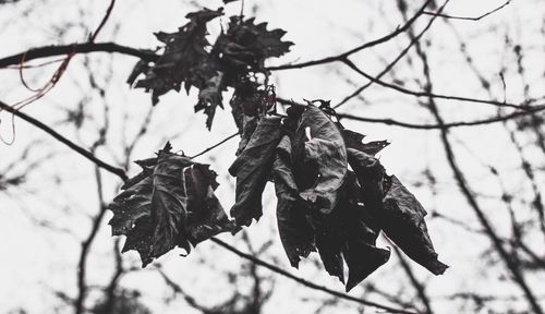 Low angle view of leaves on tree