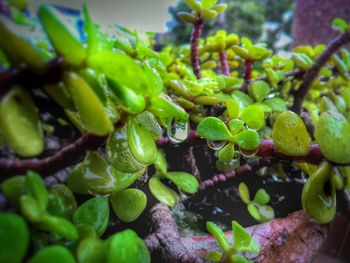 Close-up of green plant