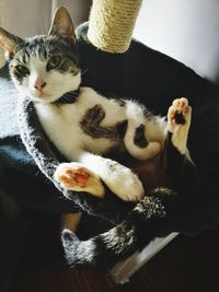 High angle view of cat resting