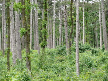 Trees in forest