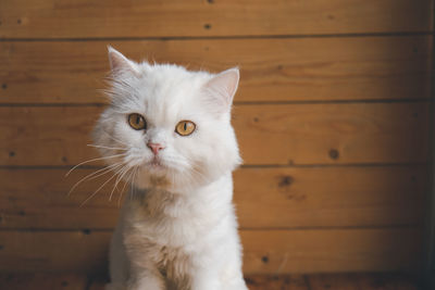 Close-up portrait of a cat