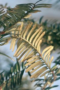 Pine needles in the sunlight