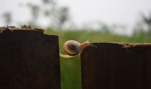 Photo of a white snail crossing an obstacle. close-up of snail on wood.