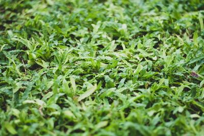 Full frame shot of plants growing on field