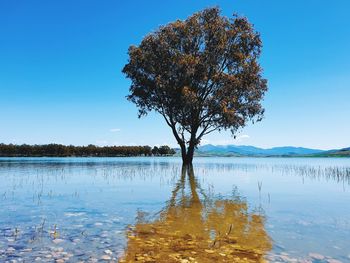Tree by lake against clear blue sky