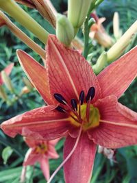 Close-up of red flower blooming outdoors