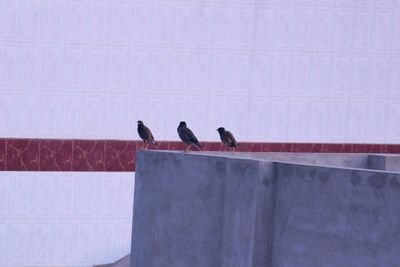 Birds perching on wall