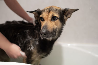 Bath time. a girl get her dog clean and cozy