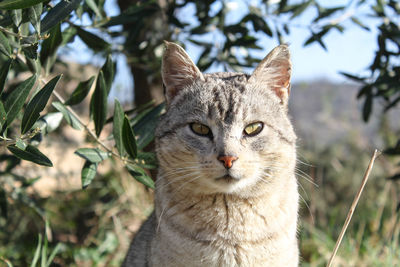 Close-up portrait of cat