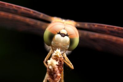 Close-up of insect over black background