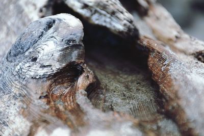 Close-up of lizard