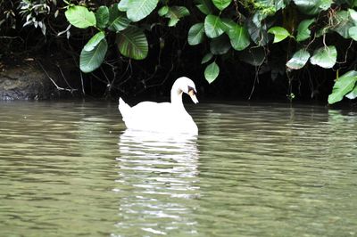 Swan swimming in lake