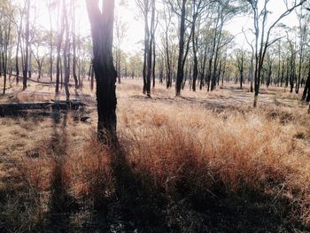 Trees in forest