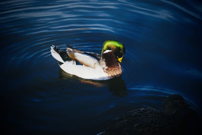 High angle view of duck swimming in lake