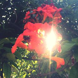 Close-up of red hibiscus blooming on tree