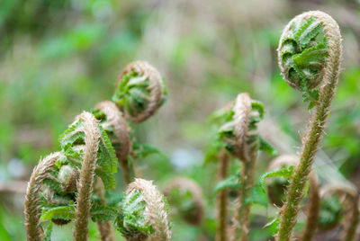 Close-up of plant fern