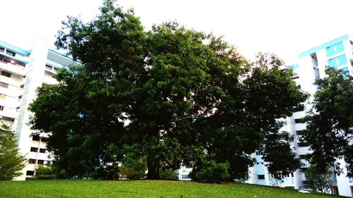 Trees in city against clear sky