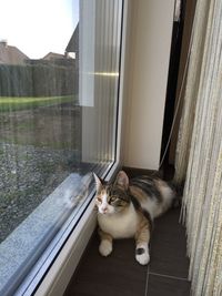 Portrait of a cat on window sill