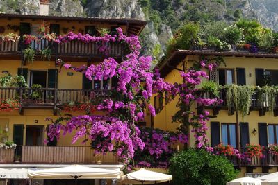 Purple flowering plants against building