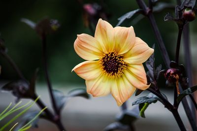 Close-up of yellow flower