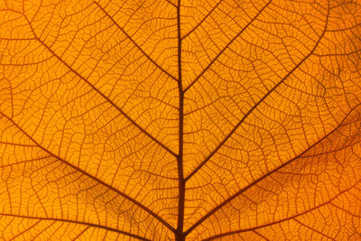 Full frame shot of yellow leaf