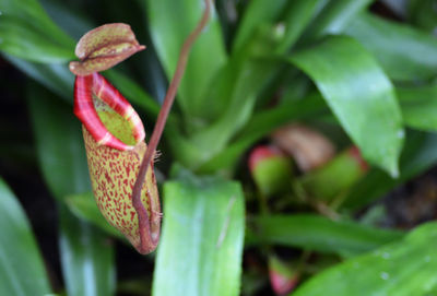 Close-up of red flowering plant