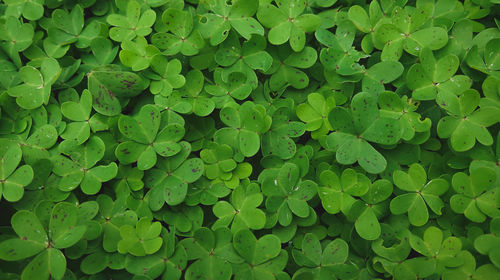 Full frame shot of leaves