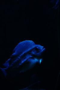Close-up of jellyfish against blue background