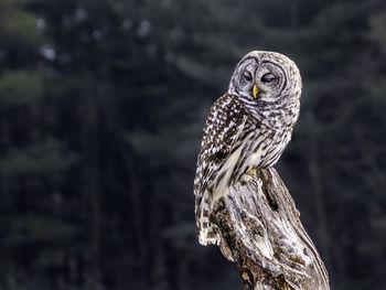 Barred owl perching on an old tree stump