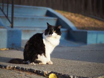 Cat sitting on road