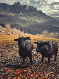 Beautiful animals in the mountains of switzerland