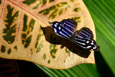 Close-up of butterfly on leaf