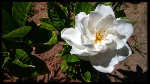 flowering plant