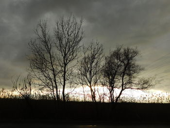 Silhouette of trees at sunset