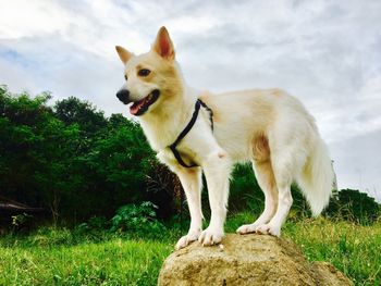 Dog standing on grass against sky