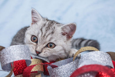 Gray striped kitten playing on blue background. newborn kitten, kid animals veterinary concept.