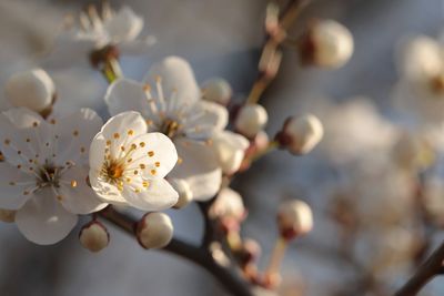 Close-up of white cherry blossom