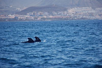 Whale swimming in sea