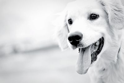 Close-up portrait of dog