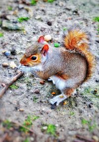 High angle view of squirrel on ground