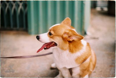 Close-up of a dog looking away