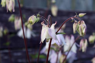 Close-up of white flowering plant