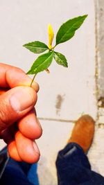 Low section of person holding plant