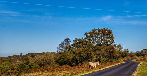 Road amidst trees against blue sky