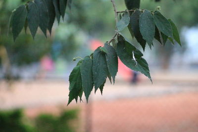 Close-up of leaves on tree