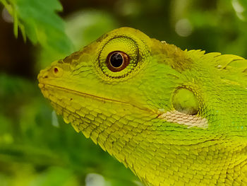 Close-up of green lizard