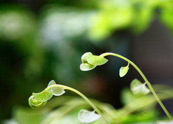 Close-up of plant growing outdoors